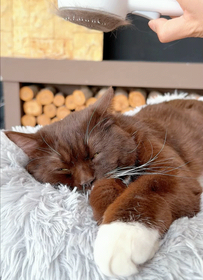 Cepillo de vapor para mascotas para la muda de pelo de gatos y perros
